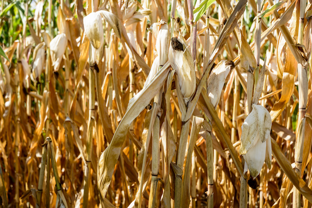 Salvage Your Drought-Affected Corn